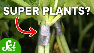 Download lagu How Plant Grafting Actually Works and Why It's So Cool mp3 Download lagu How Plant Grafting Actually Works and Why It's So Cool mp3