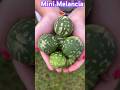 Como Se Chama Essa Mini Melancia Cute Fruit Melancia Shorts