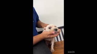 Video preview image #1 Maltese Puppy For Sale in Seattle, WA, USA