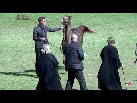 N.61 FERYAL AL SHAHAB - 2020 PSAIAHF Al Khalediah Show - Yearling Fillies (Class 1D)