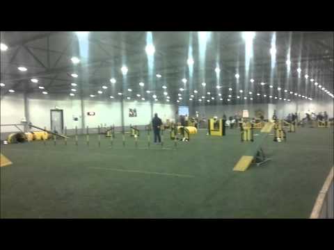 Icelandic Sheepdogs in agility competition, Seinäjoki 16.11.2014