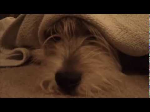 Dog stuck under blanket