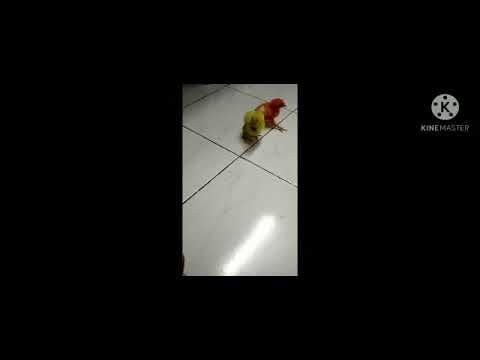 chicks fighting over a dead butterfly 🦋