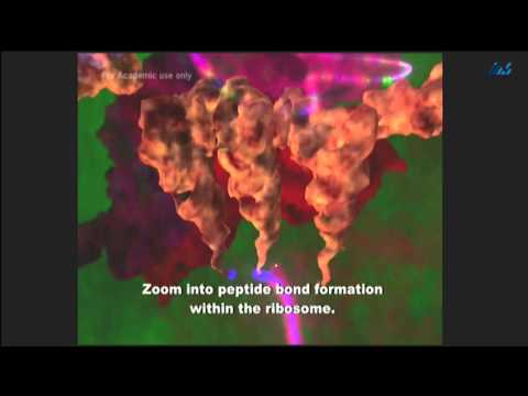 Ada Yonath-What was first, the genetic code or its products?