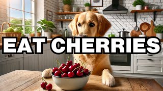 Can Dogs Eat Cherries Explained