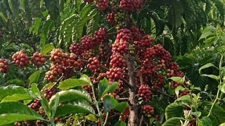 Download lagu Beginilah keadaan batang sambung kopi lancuran umur 1 tahun #robusta mp3