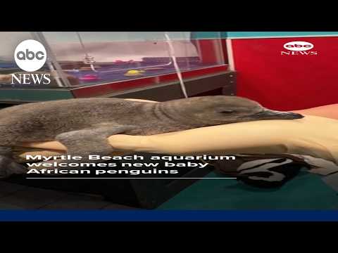 Myrtle Beach aquarium welcomes new baby African penguins