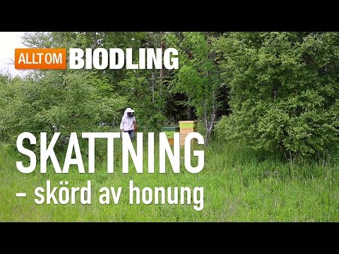 Skattning - Skörda honung - Biodling