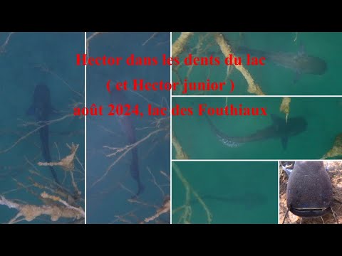 LAC DES FOUTHIAUX, août 2024, les dents du lac, Hector & Hector junior.