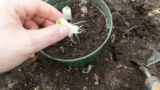 Growing green onions from scraps!