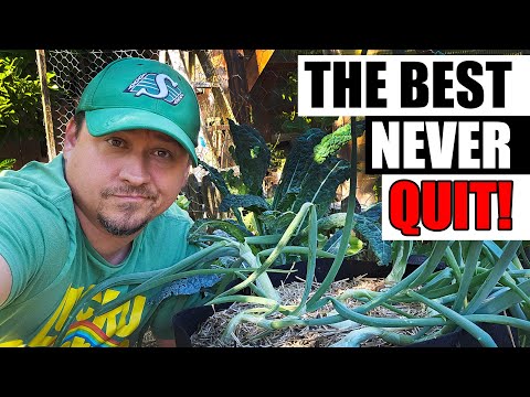 How To Grow An Onion From An Onion Bottom 2019