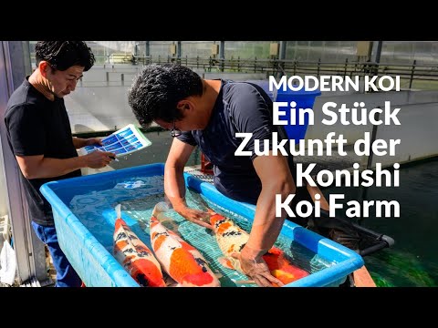 Die Elterntiere aus Hongou Ue/Shita | Modern Koi Blog Japan #7685