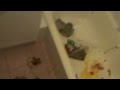 Blooper How To Fall On Your Face