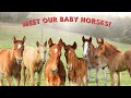 Meet ALL 6 Of Our Baby Horses
