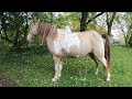 Horse Pee And Poop