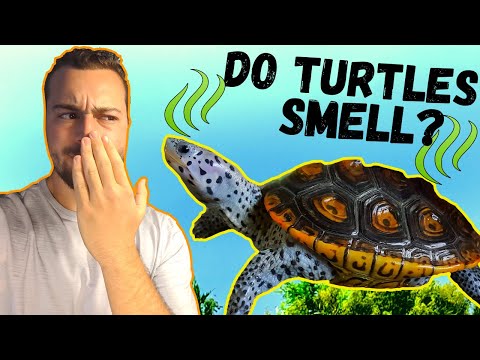 Why Does My TURTLE TANK SMELL BAD?!