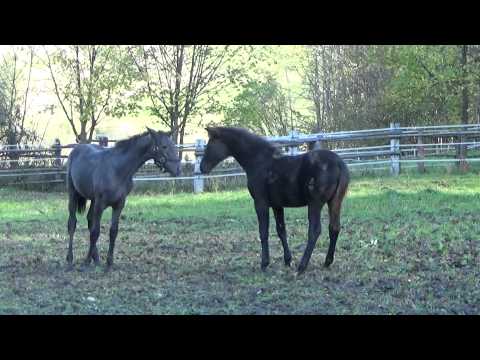 Rubina Phantasia meets Dane Sahne.