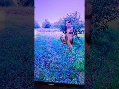 Vuk BE LIKE kada peva🤣🤣🤣