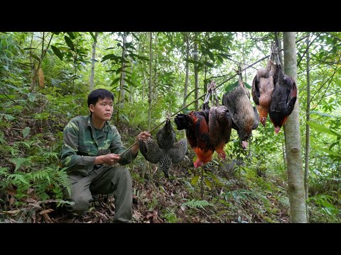 Life in the wilderness, skills in trapping wild chickens, catching stream fish with bare hands