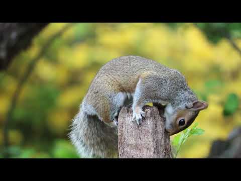 squirrel life diversity. squirrel free court yard open life.