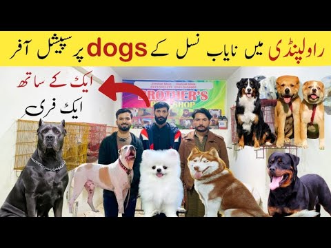Rawalpindi College Road Main Dogs Par Discount Offer || itne Saste dogs kon deta hai 😱