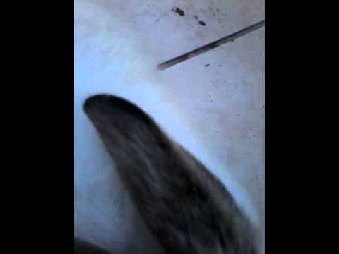 Jorge rata neyra es una rata come queso niño rata