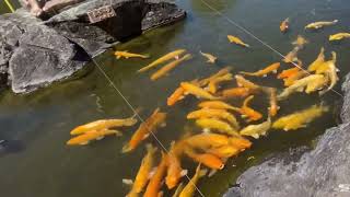 西伊豆 土肥金山の金の鯉 Nishi-izu Toi-kinzan Golden-Carp