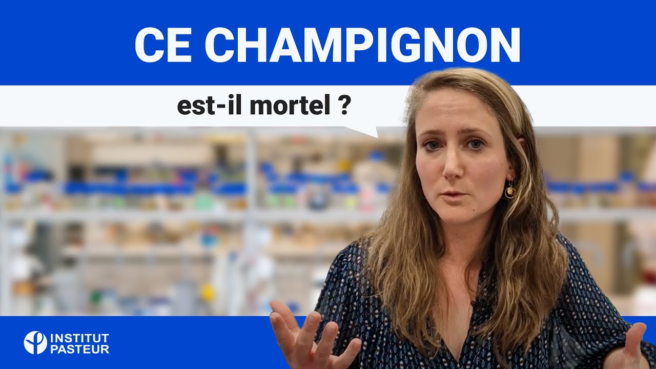 youtube video id=NN8DGW4MTTE