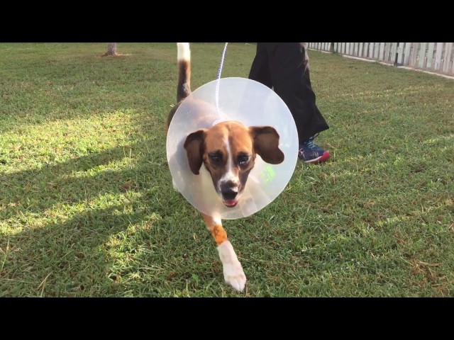 Western Suburbs Veterinary Clinic