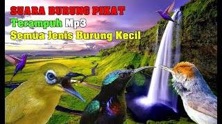 Download lagu Suara Burung Pikat Terampuh Mp3 Semua Jenis Burung Kecil mp3