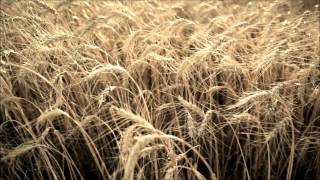 Витас - Криком журавлиным....