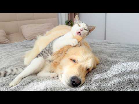 YouTube 썸네일