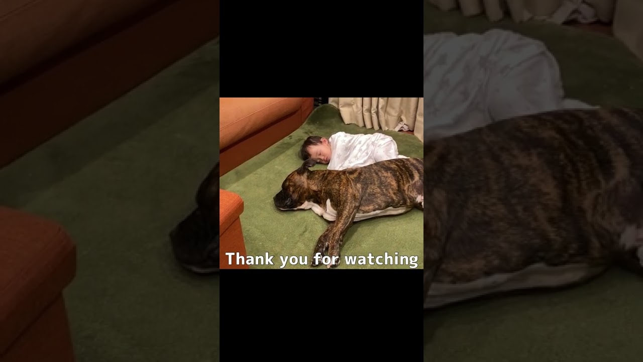 愛犬と息子がぐっすり寝ております　#shorts