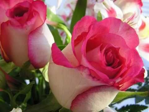 My Choice 773 - Reve, Amour et Nature