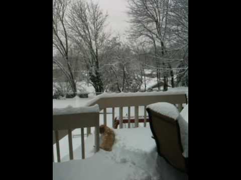Pansy the Shih Tzu slides down the deck steps