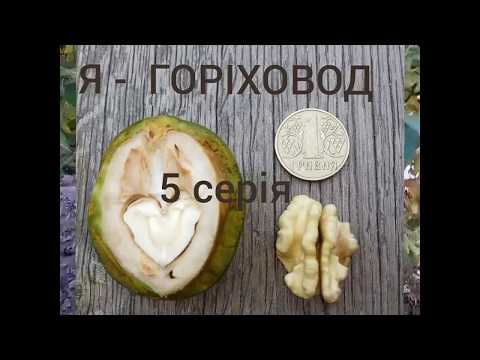 Грецкий орех Идеал, Кочерженко, Яцек, Иван Багряный. Фундук.