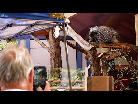 Wildlife conservation project supports local zoo's porcupines