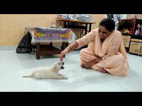 Jerry Singh's arrival in our life as a cute puppy #labrador #doglovers #petlover #cutedog