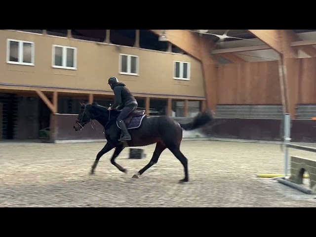 Jolie jument kwpn 11 ans +- 1m68