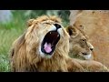 Lion Mauls Woman To Death At Safari Park