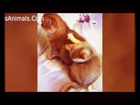 A cat getting a pawfect massage by another cat slave