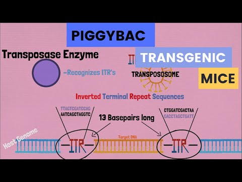 The PiggyBAC Transposon: Generating Transgenic Mice with Consistent Expression