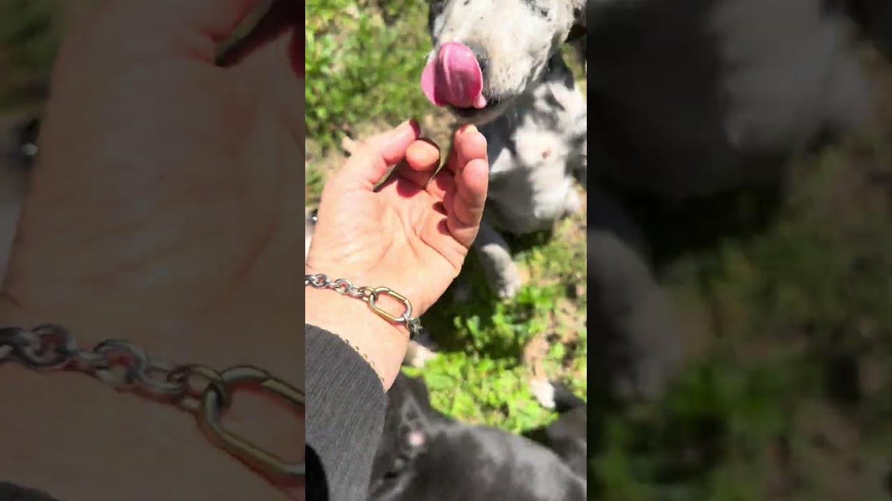 Enlarge Popsicle , a Adoptable mixed breed in Alexandria, VA video 5/5