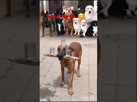 dog lovers #dogs#viral#shorts