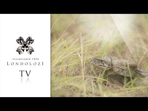 Python Kills Monkey, Gets Robbed by Hyenas - Londolozi TV