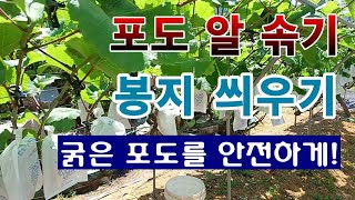 [텃밭농부 1,977]  포도 알솎기 및 봉지 씌우는 방법. #포도재배
