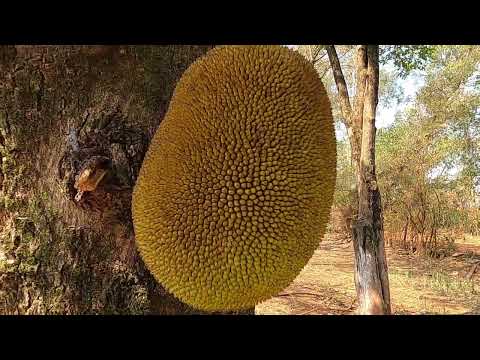 PÉ NA JACA, FÉ E ÁGUA FRIA  ATALAIA   PARANÁ   BRASIL ‐