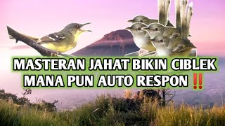 Download lagu masteran suara ciblek paling cepat respon‼️bikin ciblek rajin bunyi mp3