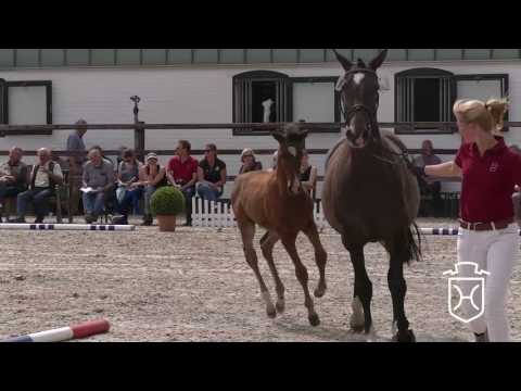 PI090 CHKlOf Stutfohlen von Calido I - Quirado - Linaro