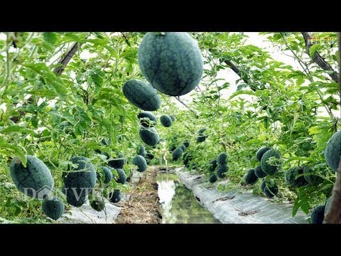 WOW! Amazing New Agriculture Technology - Watermelon❤